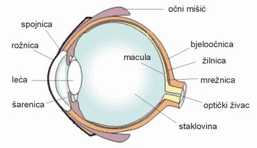 vidibolje.com - oko